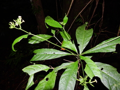 Morinda brachycalyx