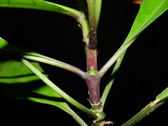 Morinda brachycalyx