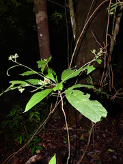 Morinda brachycalyx