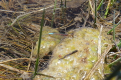 Protallagma titicacae