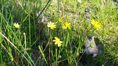 Blennosperma bakeri