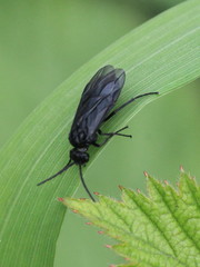 Rhadinoceraea micans