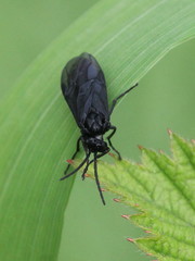 Rhadinoceraea micans