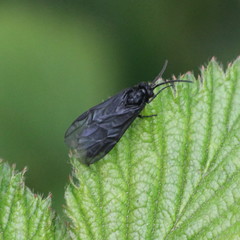 Rhadinoceraea micans