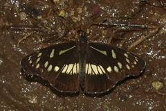 Gnathotriche exclamationis