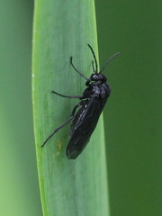 Rhadinoceraea micans