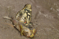 Gnathotriche exclamationis