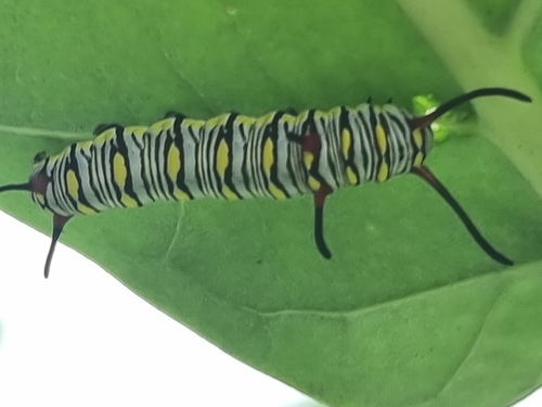 Plain Tiger Butterfly