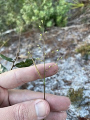 Dichanthelium patentifolium