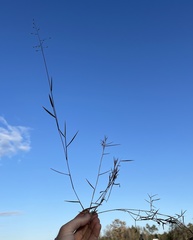 Dichanthelium patentifolium