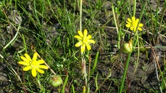 Blennosperma bakeri