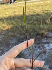 Dichanthelium patentifolium