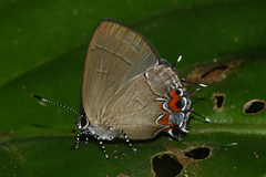 Calycopis cerata