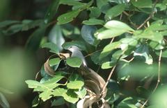 Zosterops mauritianus