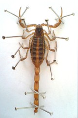 Centruroides limpidus