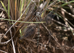 Pinheyschna subpupillata