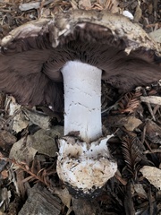 Agaricus