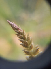 Cyphocarpa angustifolia