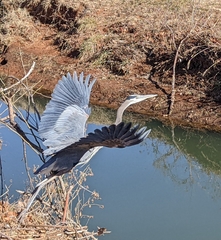 Ardea herodias