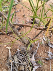 Cyphocarpa angustifolia