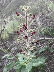 Scrophularia villosa
