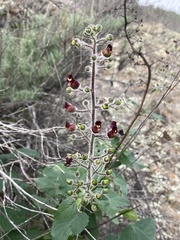 Scrophularia villosa