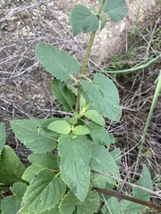 Scrophularia villosa