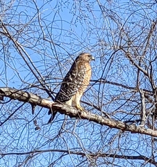 Buteo lineatus