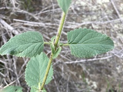 Scrophularia villosa