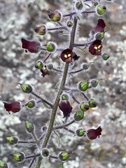Scrophularia villosa