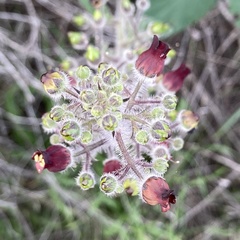 Scrophularia villosa