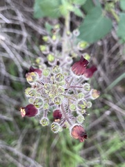 Scrophularia villosa