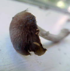 Pluteus phlebophorus