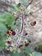 Scrophularia villosa
