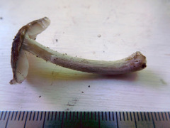 Pluteus phlebophorus