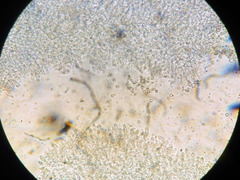 Pluteus phlebophorus