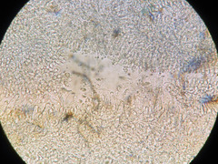 Pluteus phlebophorus