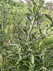 Angiospermae