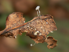 Mycena polyadelpha