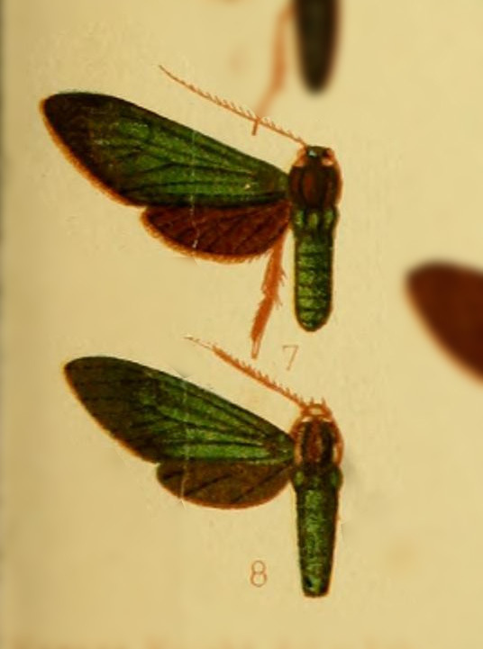 Poliopastea indistincta