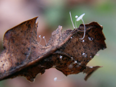 Mycena polyadelpha