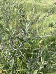 Angiospermae