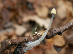 Mycena arcangeliana