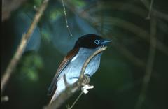 Terpsiphone bourbonnensis