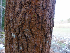 Trentepohlia umbrina