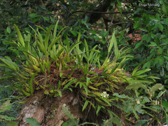 Prosthechea radiata