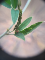 Indigofera subulata