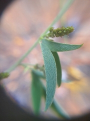 Indigofera subulata