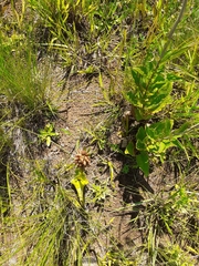 Satyrium sphaerocarpum