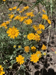 Eriophyllum lanatum croceum